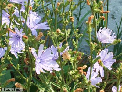 Chicory