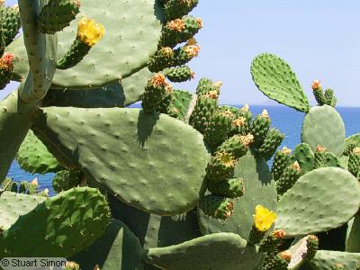 Prickly pear