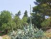 Agave (Century plant)