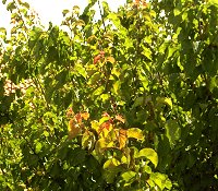 Pink apricot leaves