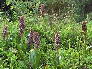 barlia robertiana