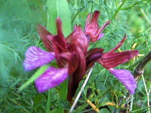 orchis papilionacea