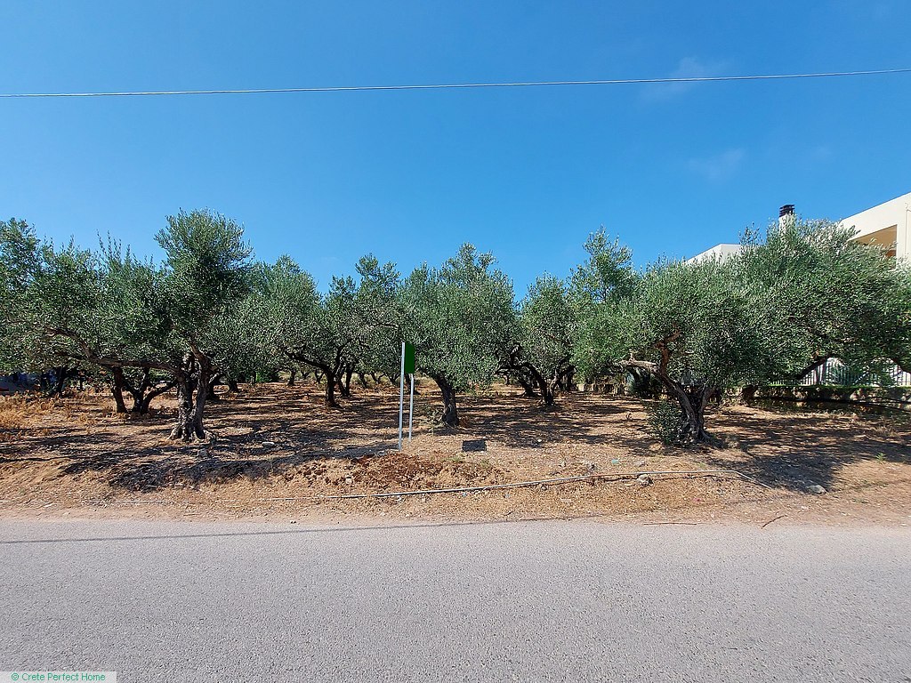 Level olive grove very close to Falassarna, ideal for touristic use.