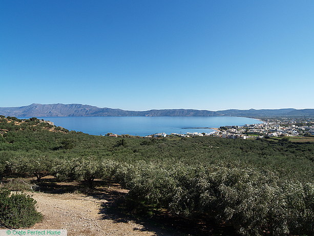 Elevated olive grove with panoramic sea & rural views